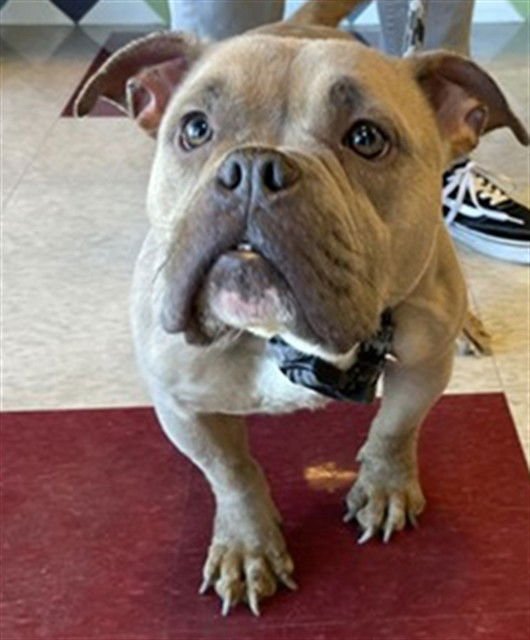 ZOE - Pit Bull Terrier available for adoption