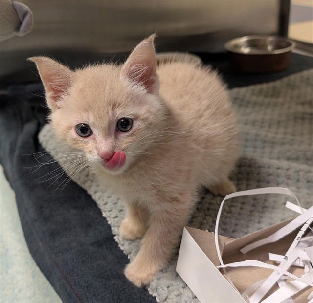 A215959 - Domestic Short Hair available for adoption