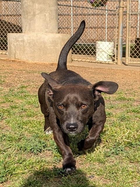 DOLLY - Basset Hound / Labrador Retriever available for adoption