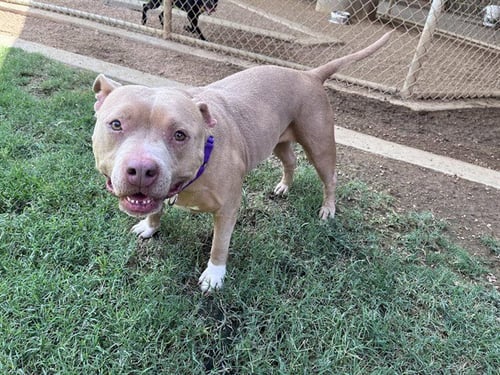 ATHENA - Staffordshire Bull Terrier available for adoption