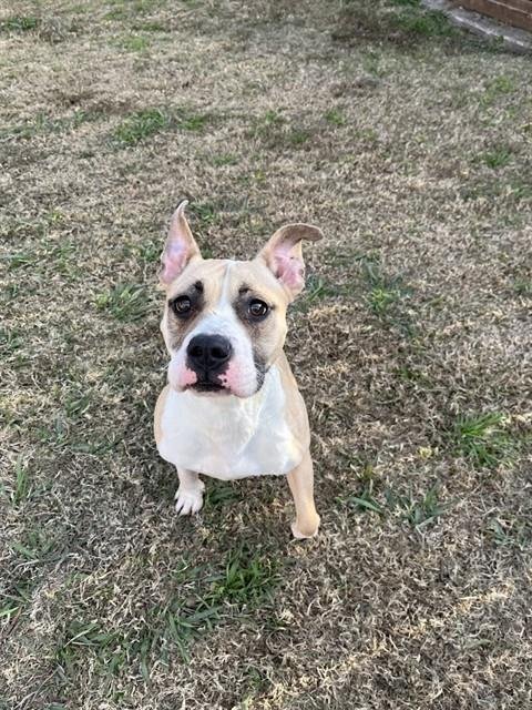 TESS - Pit Bull Terrier for adoption in Frisco