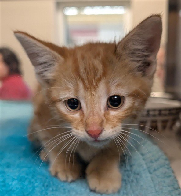 GARFIELD Image