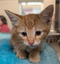 GARFIELD - Photo 1