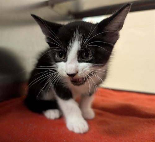 A218591 - Domestic Short Hair for adoption in Denton