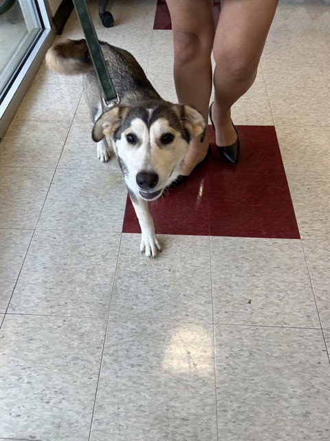 HANNAH - Siberian Husky available for adoption