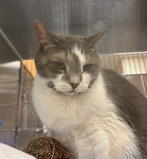 SNOWFLAKE - Domestic Short Hair for adoption in Lewisville