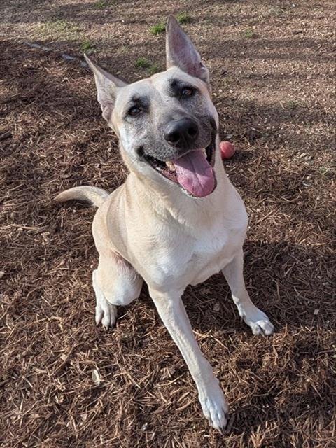 NOVA - German Shepherd Dog available for adoption