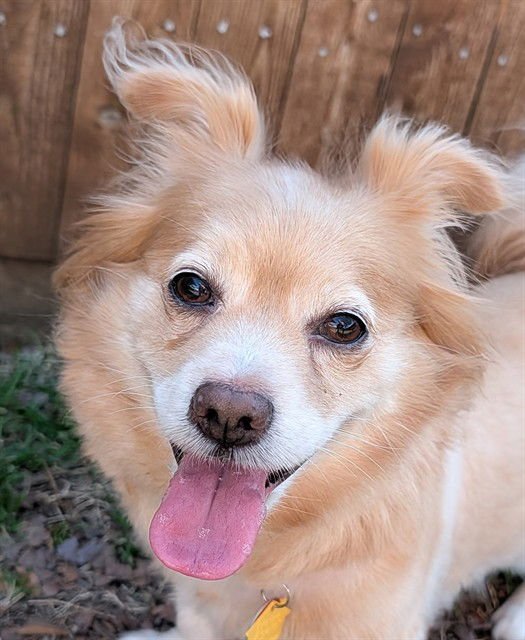 PRINCESS - Pomeranian / Parson Russell Terrier available for adoption