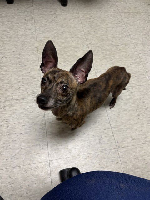 CHICO - Chihuahua / Dachshund available for adoption