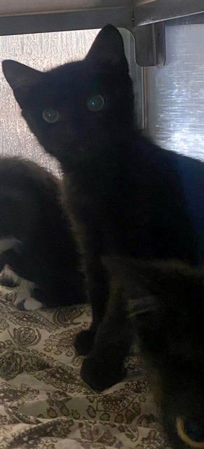 WAFFLES - Domestic Short Hair available for adoption