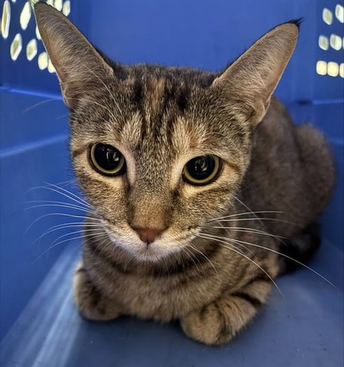 A219475 - Domestic Short Hair available for adoption