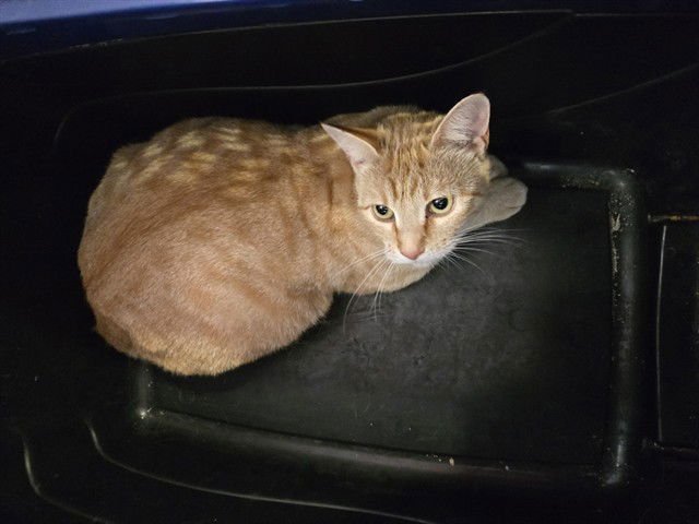 DOLLY - Domestic Short Hair available for adoption