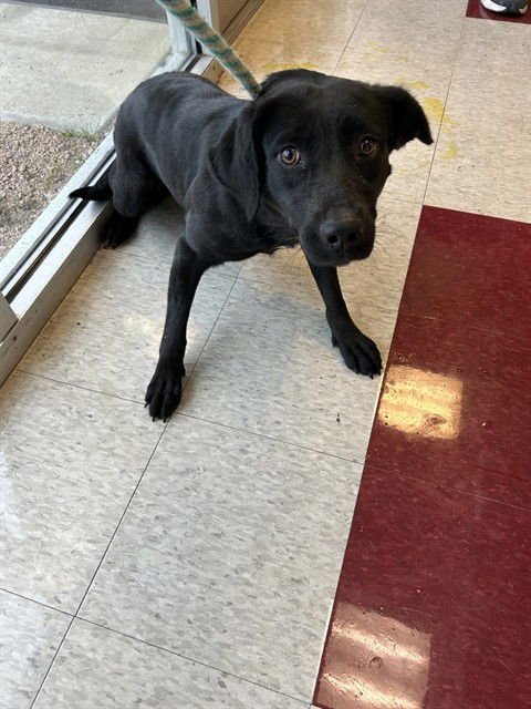 VANNA - Labrador Retriever available for adoption