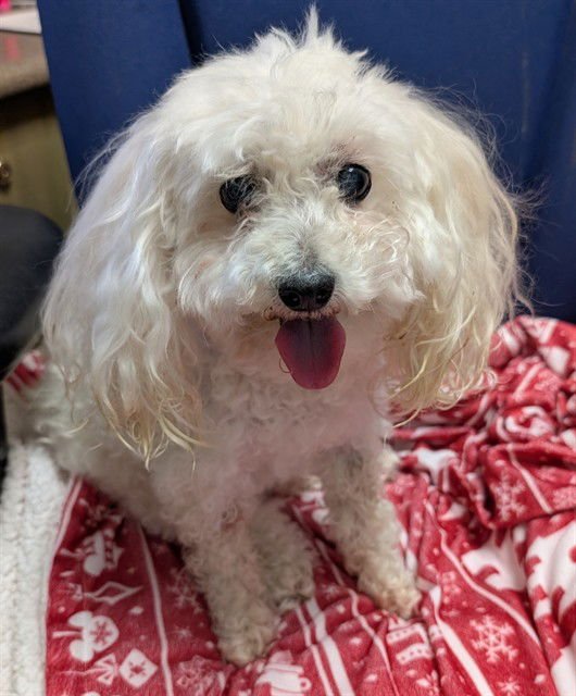 TAYLA - Poodle (Miniature) available for adoption