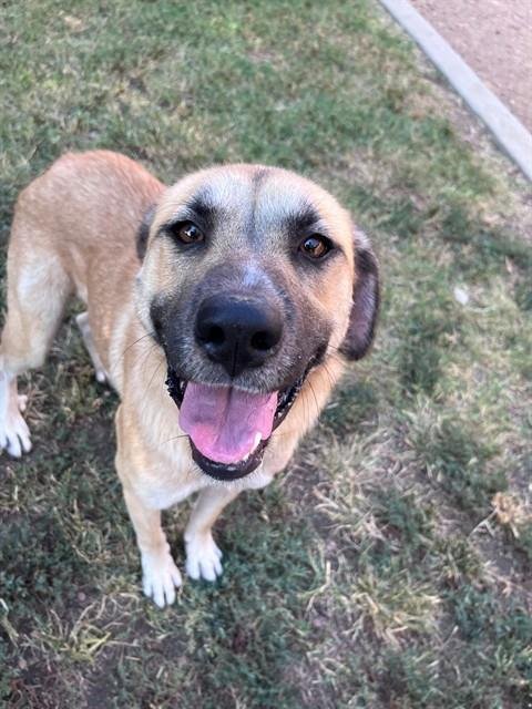 FARAH - Anatolian Shepherd available for adoption