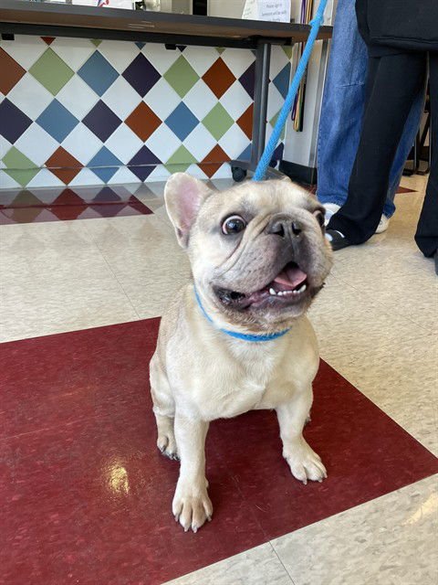 BISCUIT - French Bulldog available for adoption