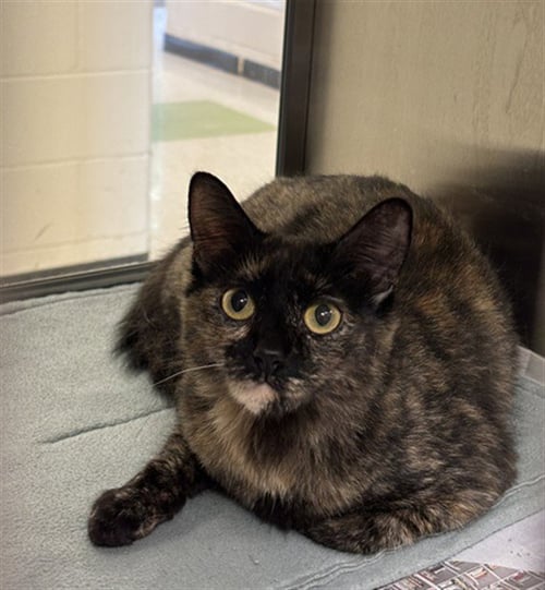 A217976 - Domestic Short Hair for adoption in Denton