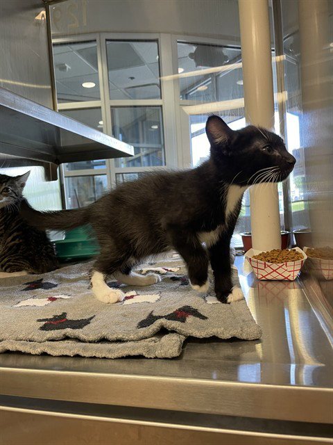SOCKS - Domestic Short Hair available for adoption