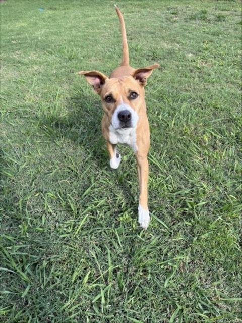 LOLA - Boxer available for adoption