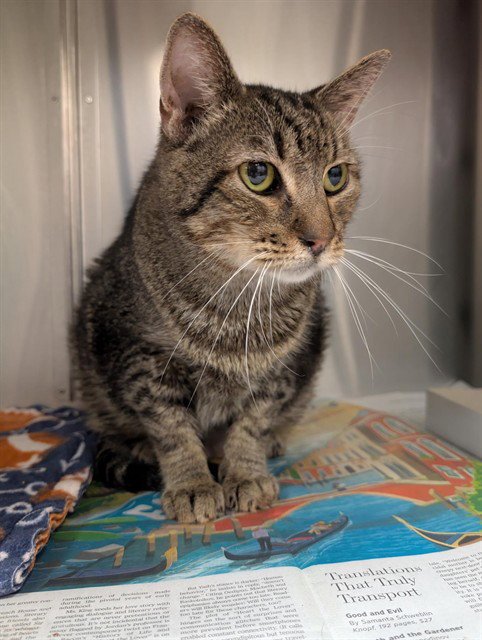 PAUL - Domestic Short Hair available for adoption