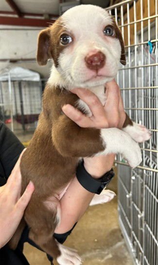 WEDNESDAY - Australian Cattle Dog/Blue Heeler / Pit Bull Terrier available for adoption