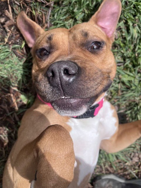 FRANNY - Pit Bull Terrier / Boxer available for adoption