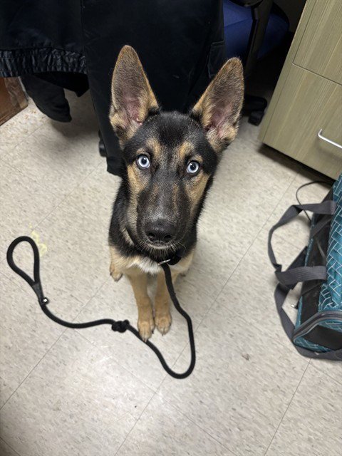 CRYSTAL - German Shepherd Dog available for adoption