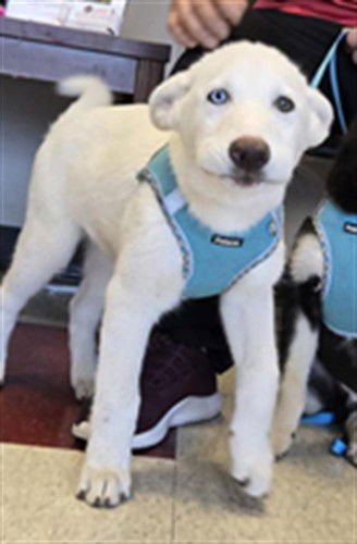 BLU - Husky available for adoption