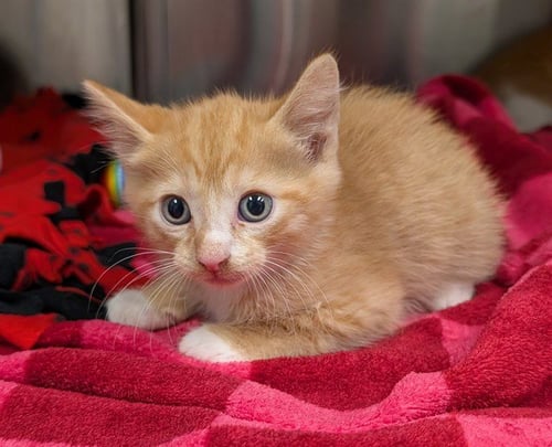 ARCHIE - Domestic Short Hair available for adoption