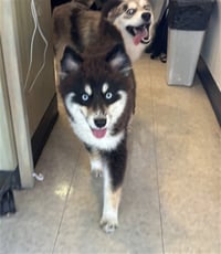 NANOOK - Photo 1