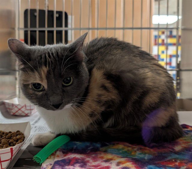 LUCY - Domestic Short Hair available for adoption