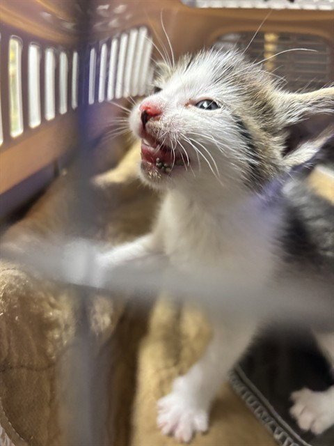 TED - Domestic Short Hair available for adoption