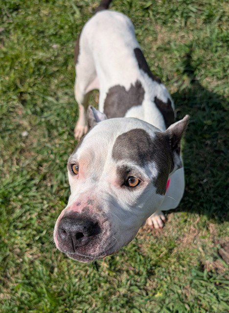 ROSIE Image
