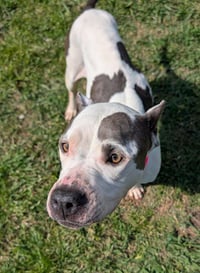ROSIE - Photo 1