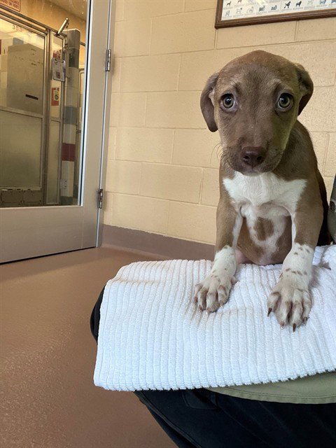 SASSY - Pit Bull Terrier available for adoption