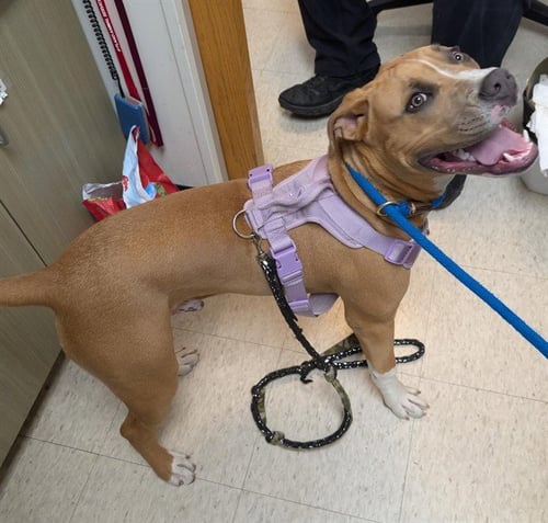 CHARLIE BROWN - Pit Bull Terrier available for adoption
