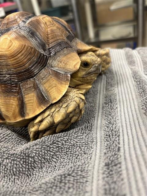 TRUFFLES - Tortoise available for adoption