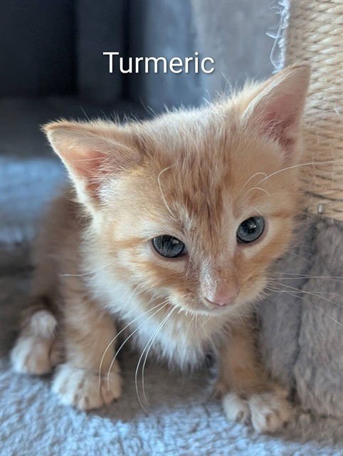 TURMERIC - Domestic Short Hair available for adoption