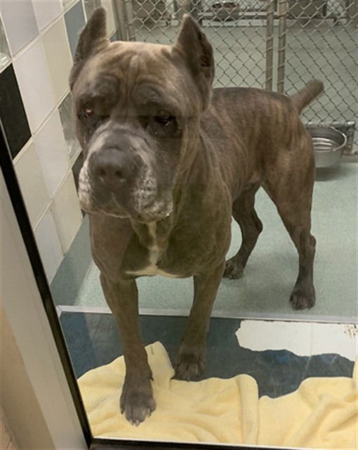 REESE - Cane Corso Mastiff available for adoption