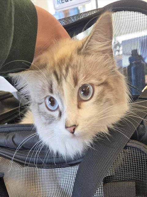 AMOTTI - Domestic Medium Hair available for adoption