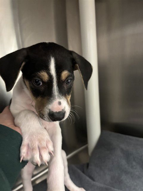 LINUS - Beagle available for adoption