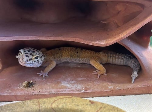 A218593 - Gecko available for adoption