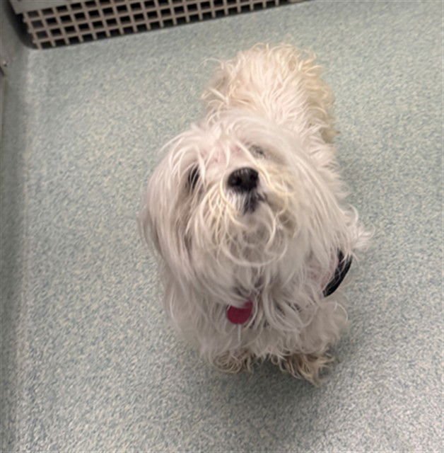 HOLLY - Maltese available for adoption