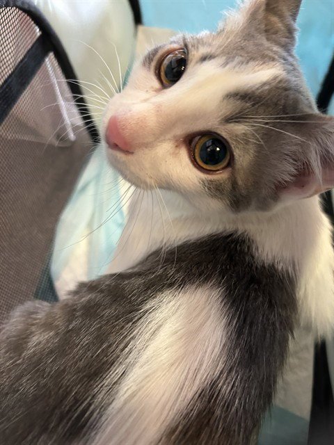 BINGO Image