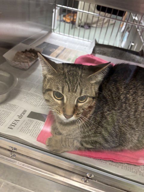 MISSY - Domestic Short Hair available for adoption