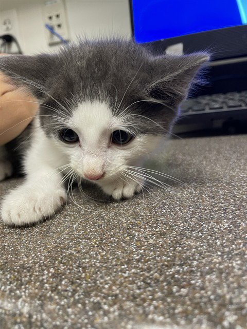WHISKERS - Domestic Short Hair for adoption in Denton