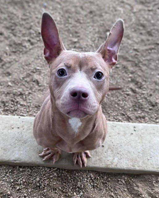 MEG - Pit Bull Terrier available for adoption