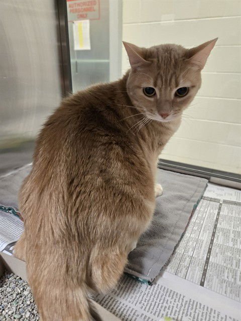 PENNY - Domestic Short Hair available for adoption