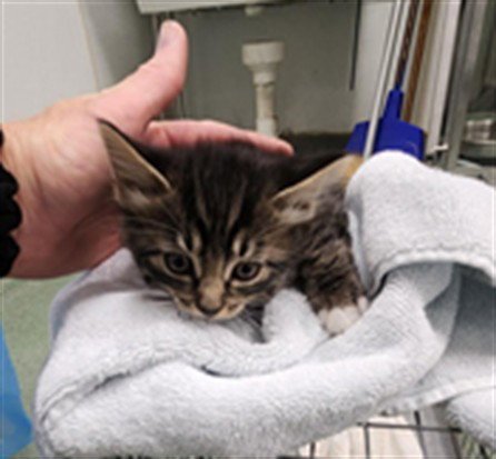 LITTLE MISS - Domestic Medium Hair available for adoption