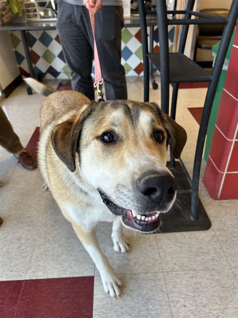 SIMBA - Great Pyrenees available for adoption